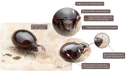 Réf. 343 762 : Liacarus nitens